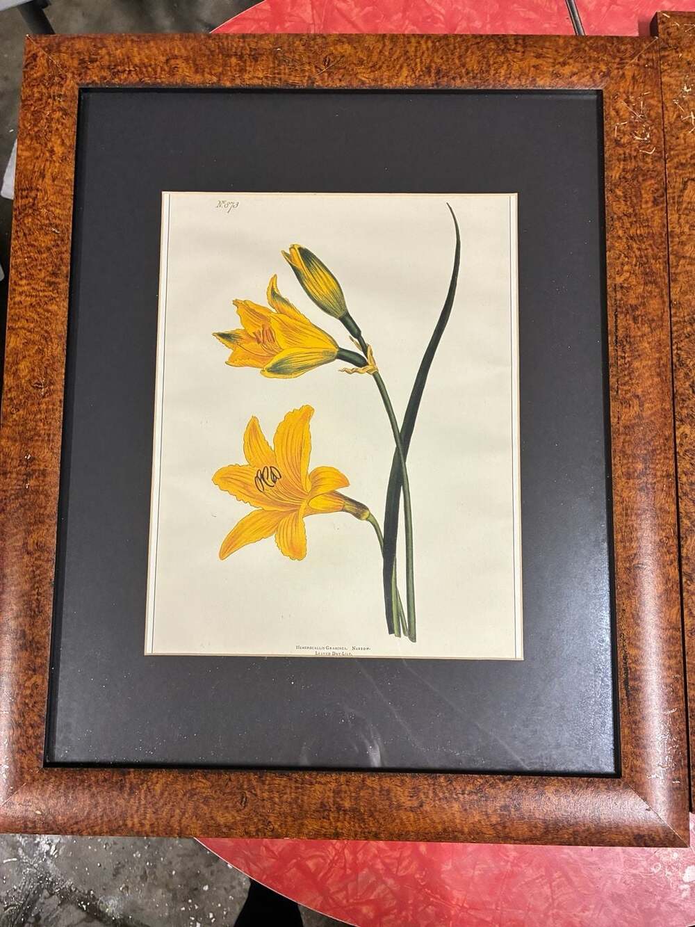 Vintage William Curtis Botanical Print Pair Framed Art